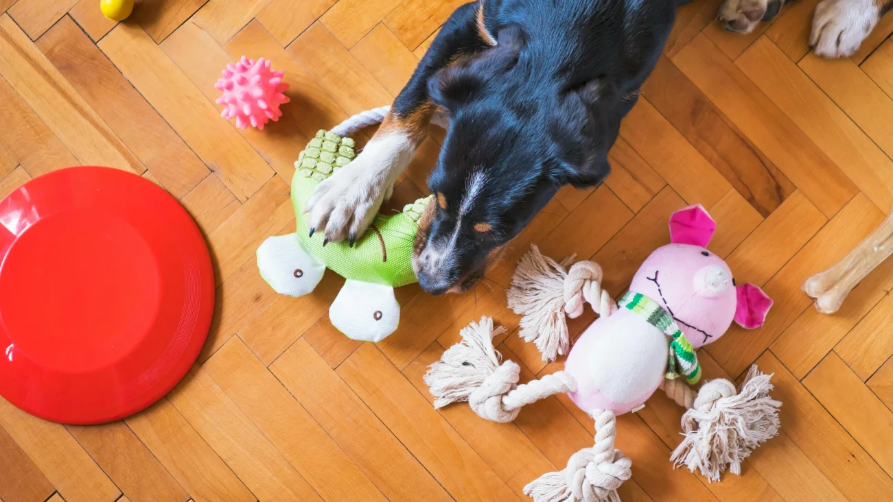 Safe dog toy materials checklist