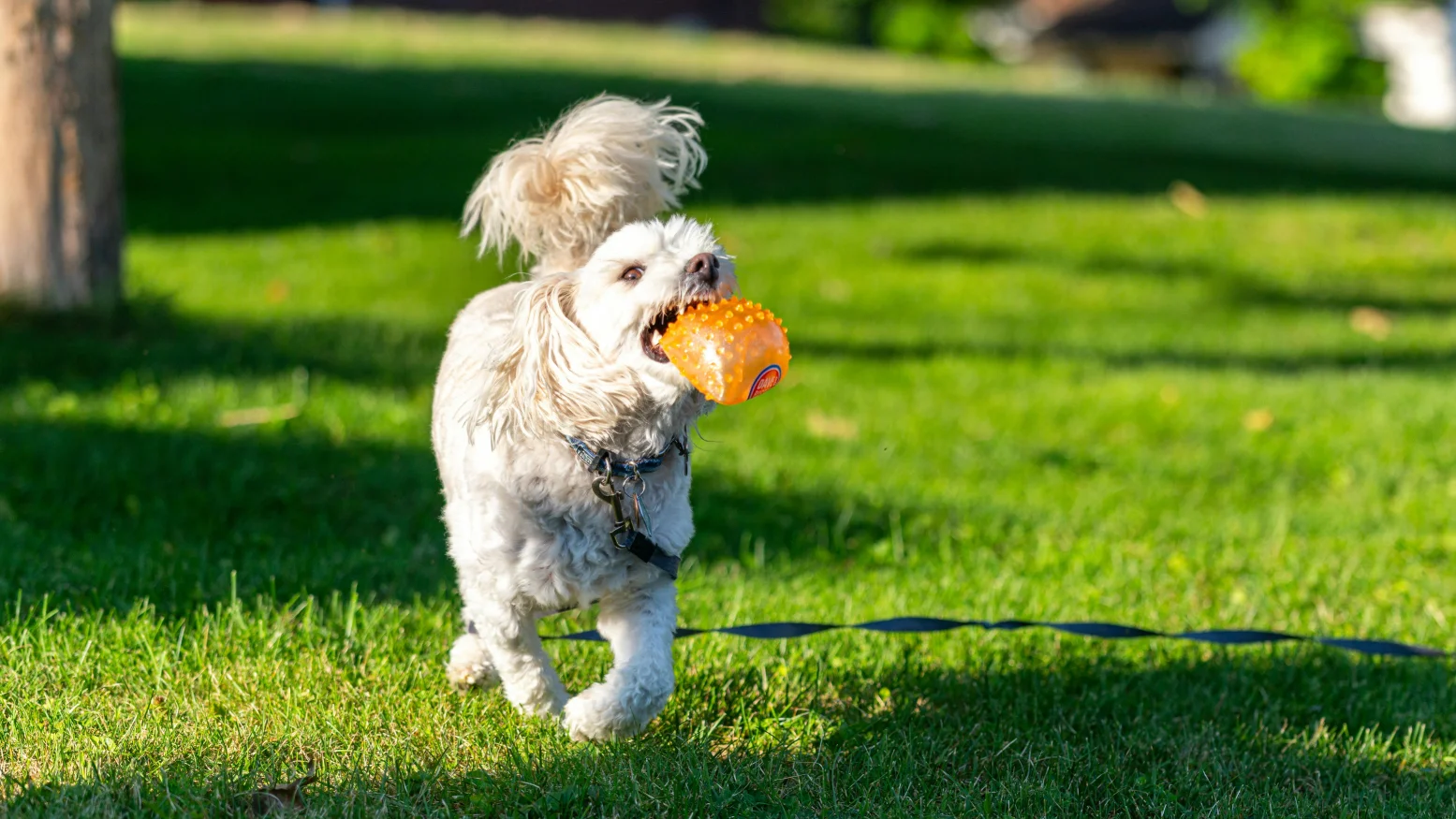 Valentine’s Day Dog Toys