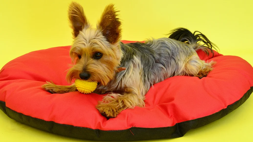 Valentine dog toy collage