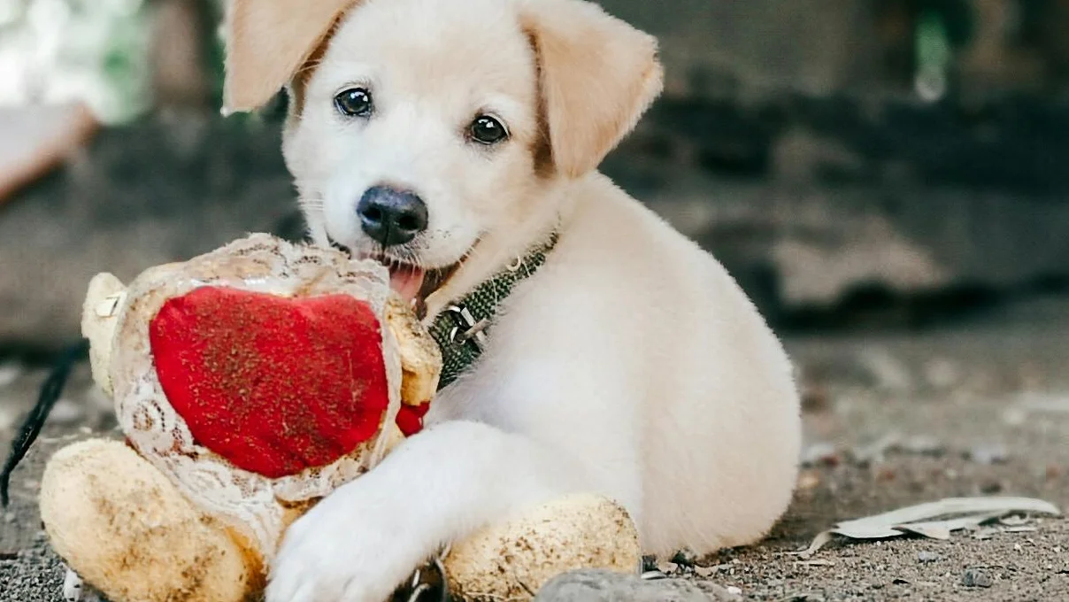 Valentine gift set for dogs
