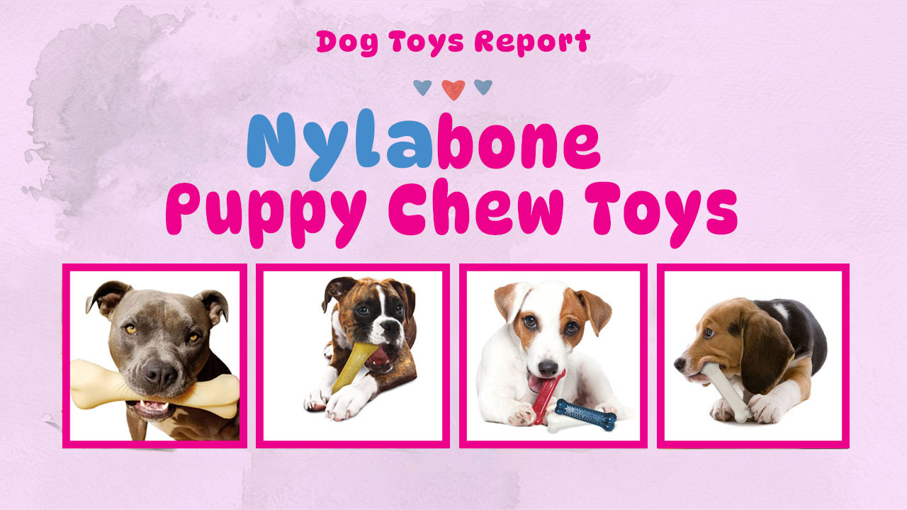 Nylabone dog toys- Feature Image