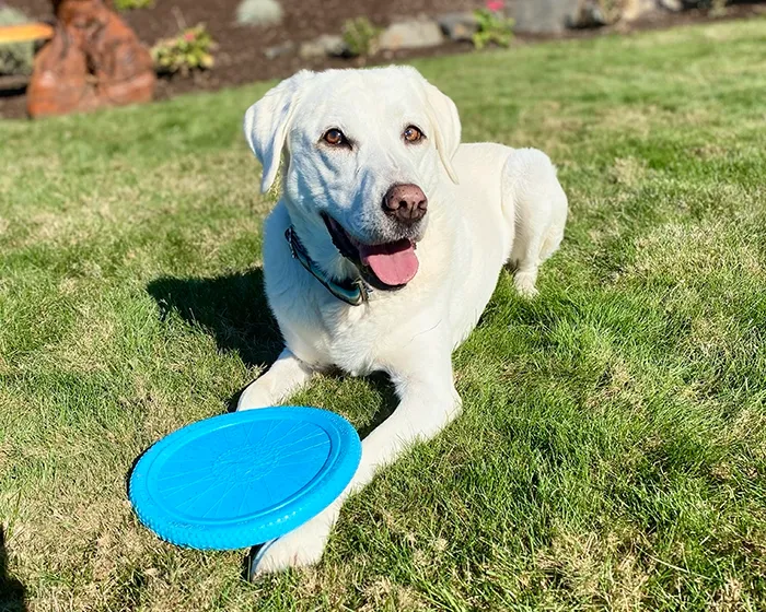 Ecolast-Flat-Tire-Flyer-Blue-Bella_700x560px_700x560