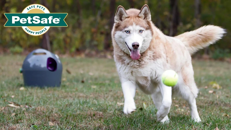 PetSafe Automatic Ball Launcher-2