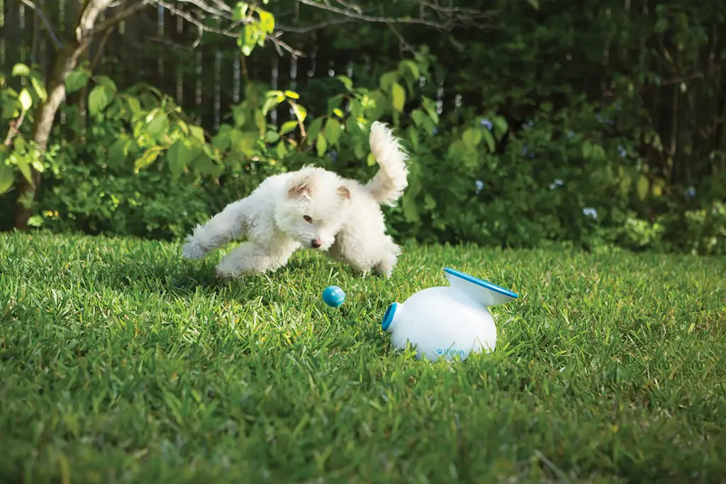 iFetch ball luncher-2