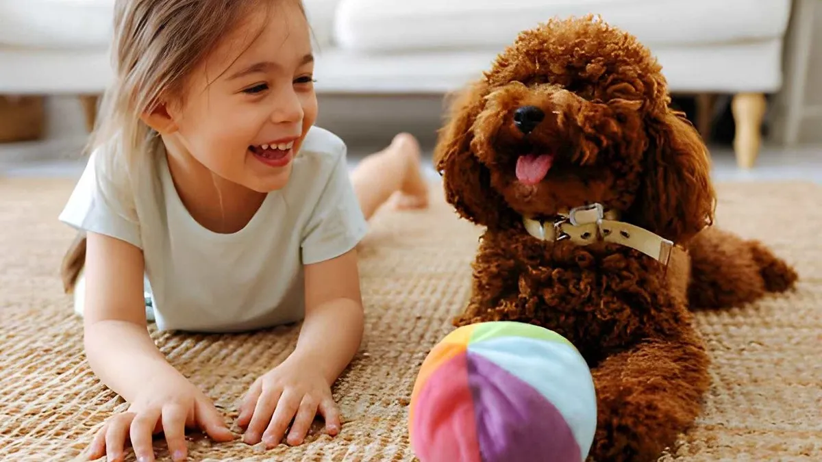 Dog playing with a toy under owner supervision