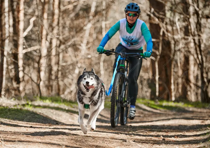 Best Dog Harness for Trail Riding and Biking (2026)