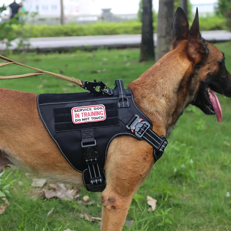 ICEFANG Tactical Dog Harness_800x800